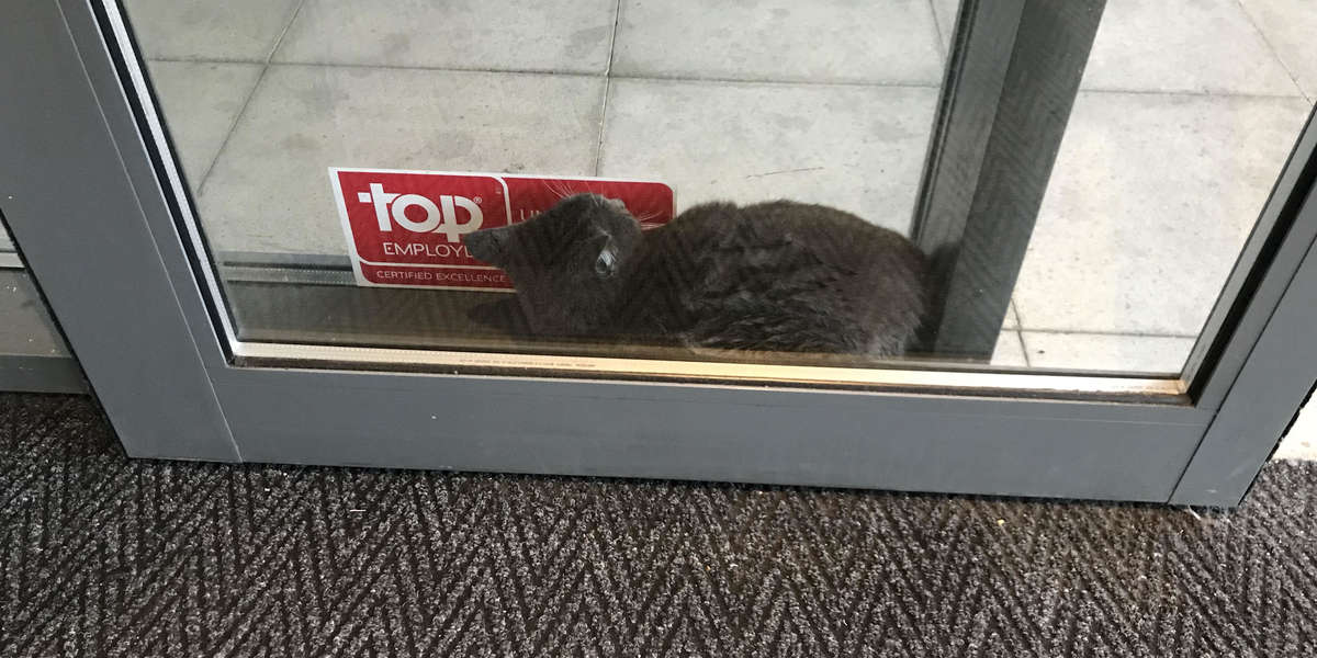 Cat Gets Stuck Between Automatic Glass Doors Trying To Stay Dry The Dodo