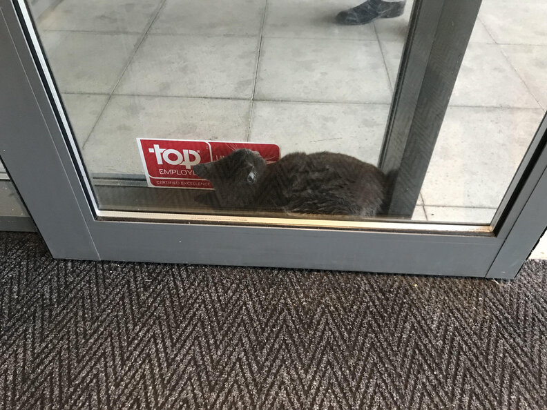 Cat Gets Stuck Between Automatic Glass Doors Trying To Stay Dry The Dodo