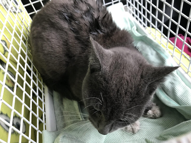 Cat Gets Stuck Between Automatic Glass Doors Trying To Stay Dry The Dodo