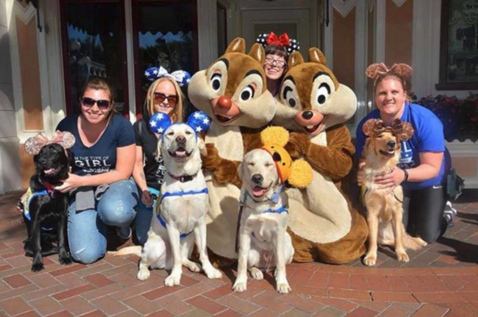 Service Dogs In Training Take Adorable Field Trip To Disneyland The Dodo