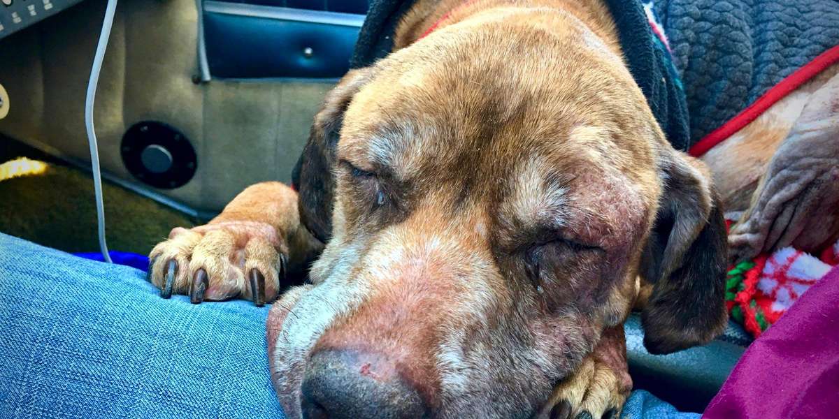 Pilot Flies Old Dog 400 Miles To Get A New Home The Dodo