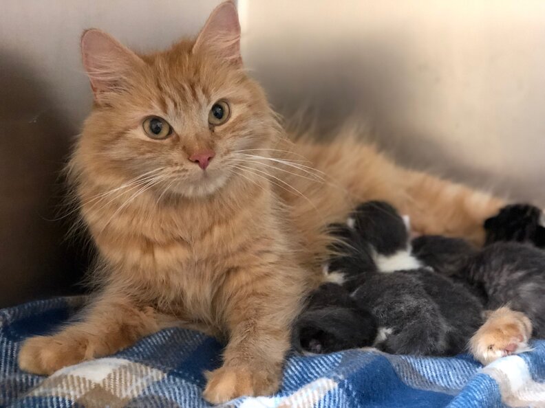 Stray Cat Helps Raise Newborn Kittens When Their Mom Gets Sick The Dodo
