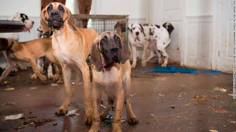Great Dane Puppies Ohio Rescue Great Dane Rescue Home The great