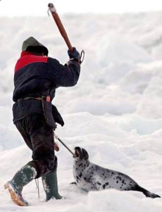 2018 Canadian Seal Hunt Has Already Killed Thousands Of Pups The Dodo