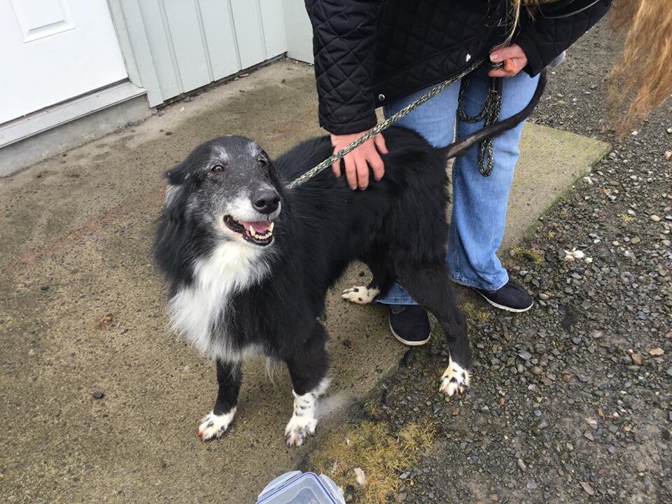 Over 100 Neglected Animals Rescued From RunDown New York Farm The Dodo