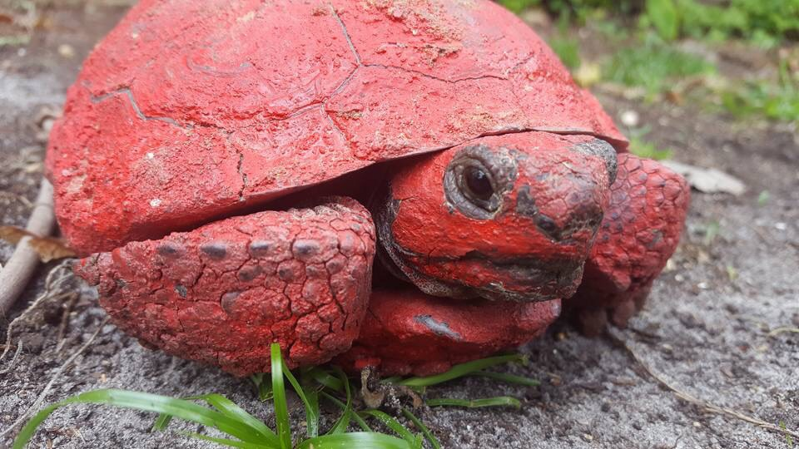 Florida Gopher Tortoise Found Covered In Concrete And Red Paint The Dodo
