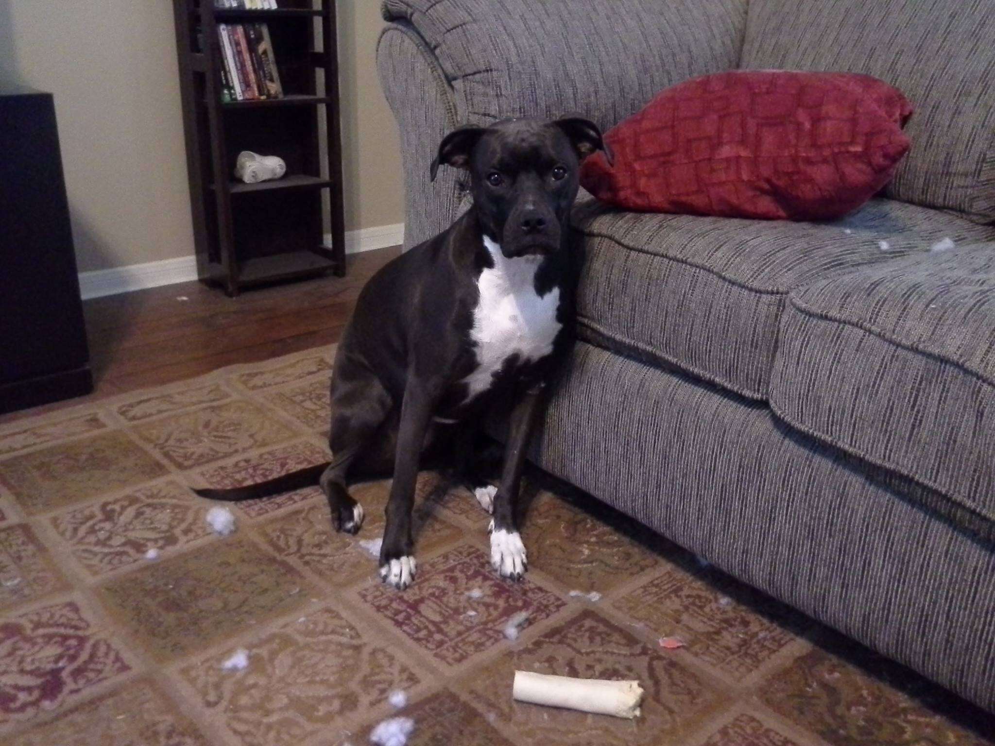 Dog Has Destroyed Every Toy She's Gotten Except For One The Dodo