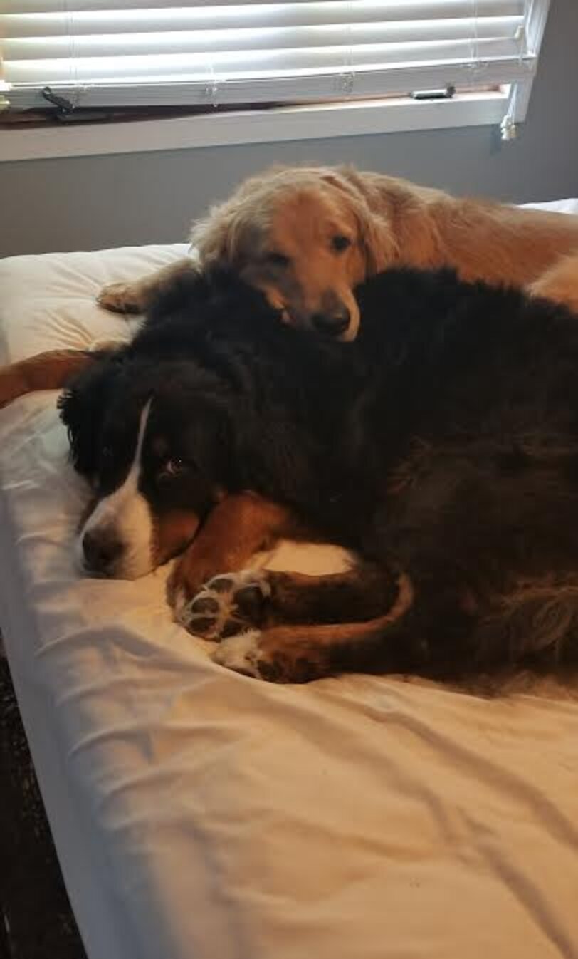 Bonded Dogs Love Holding Each Other’s Paws The Dodo
