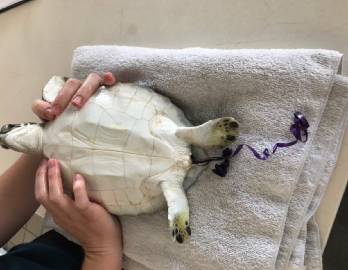 This Is How Letting Balloons Go Can Harm Animals The Dodo