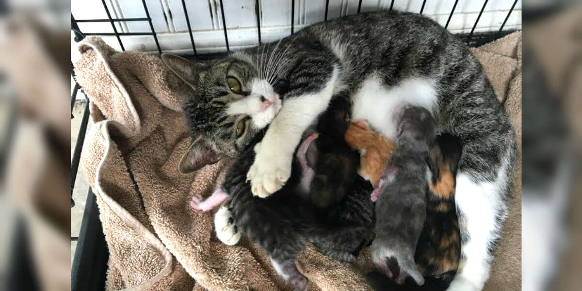 Mother Cat Adopts 6 Orphaned Kittens As Her Ow - The Dodo