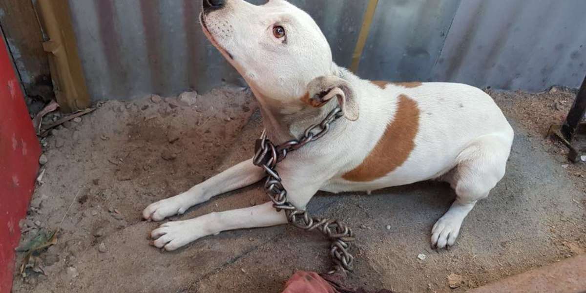 Dog Freed From Heavy Chain After Two Months In The Hot Sun The Dodo