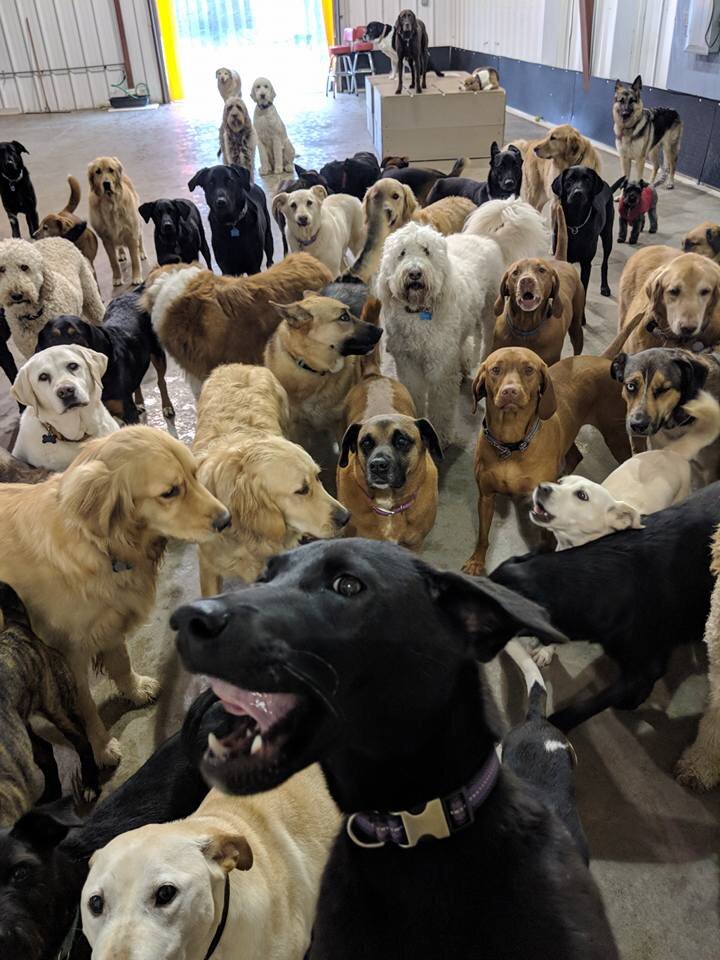 Perfect Dog Squad 'Selfie' At Ohio Daycare Center Goes Viral The Dodo