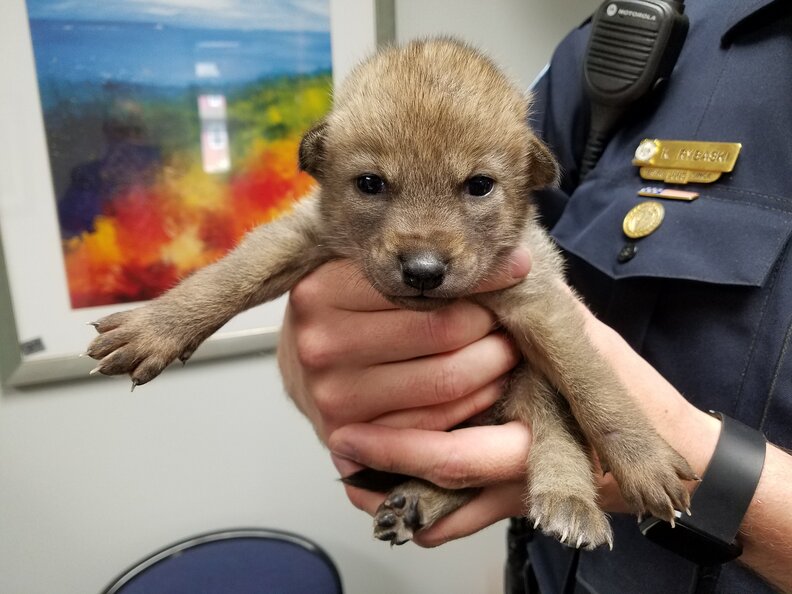 'Puppy' Brought To Police Station Turns Out To Be A Baby Coyote The Dodo