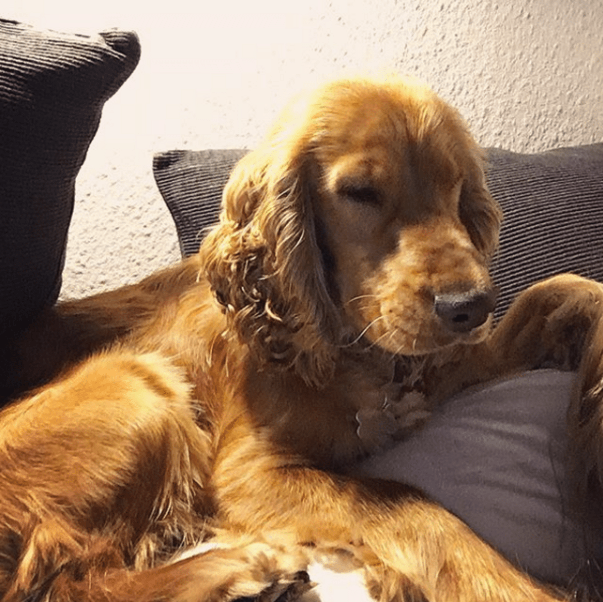 Cocker Spaniel Accidentally Eats Drugs During Walk In Denmark Park