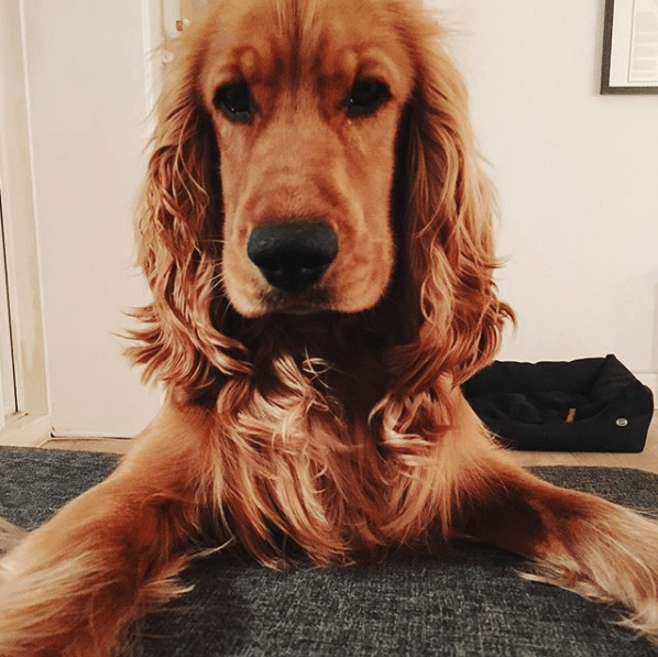 Cocker Spaniel Accidentally Eats Drugs During Walk In Denmark Park