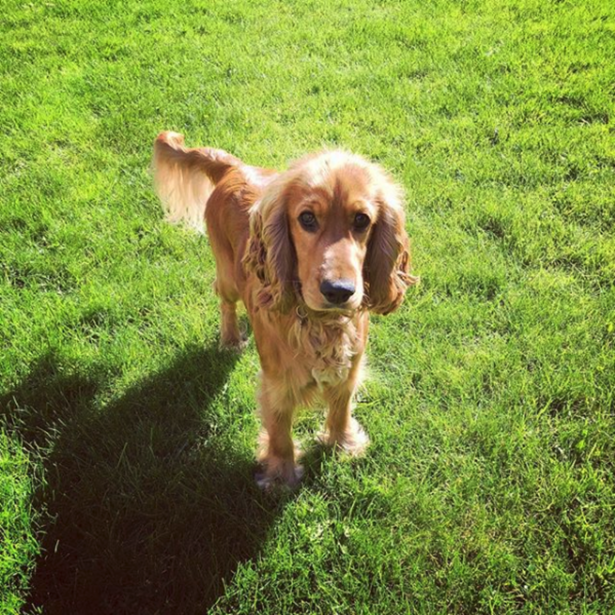 Cocker Spaniel Accidentally Eats Drugs During Walk In Denmark Park