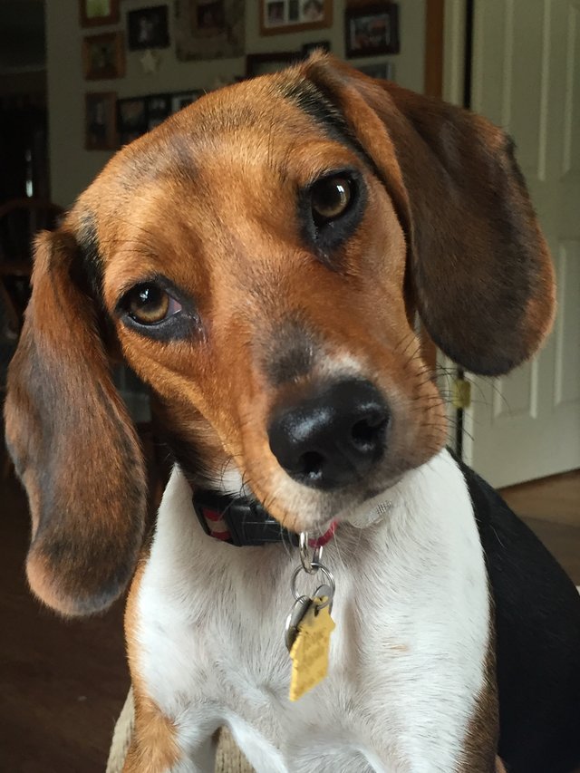 Beagles Kept In Rabbit Cages Rescued From Ohio Puppy Mill The Dodo