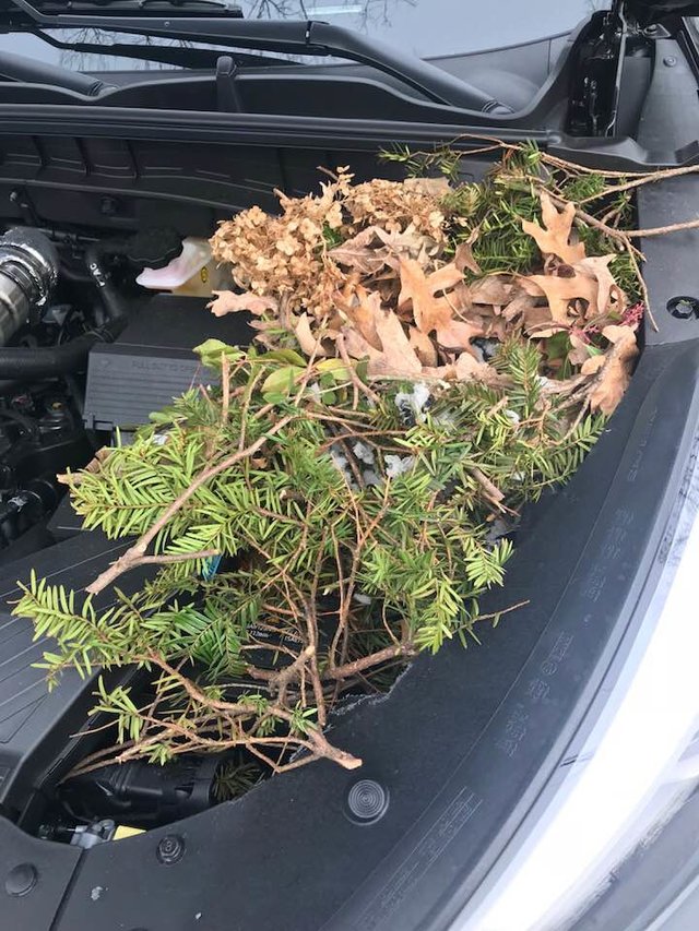 Squirrel Hides 50 Pounds Of Pine Cones Under Michigan Man's Car Hood
