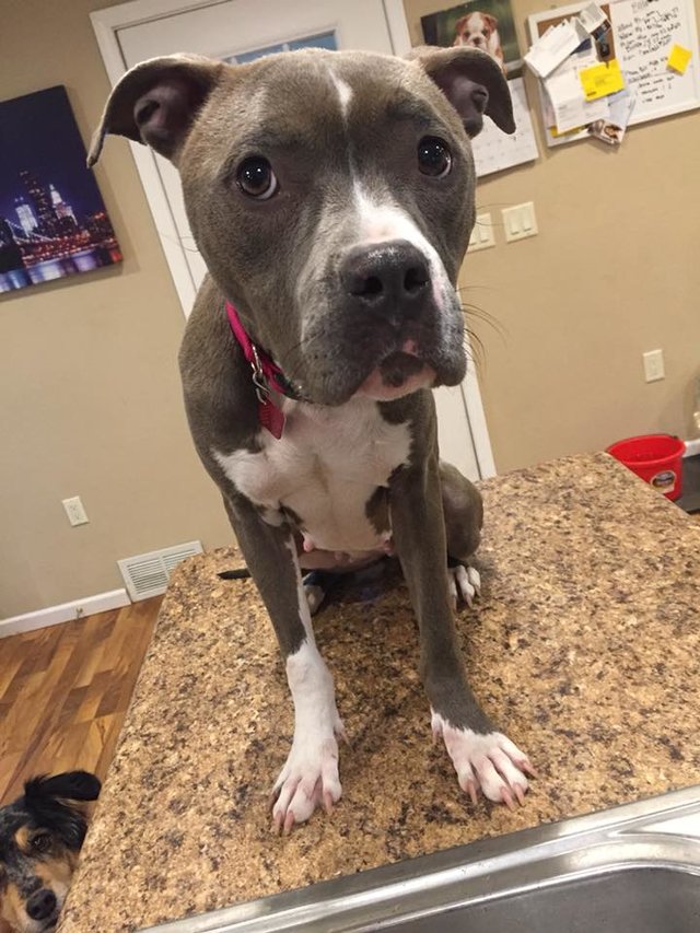 Real Estate Agent Finds Starving Pit Bull Locked In Vacant Apartment