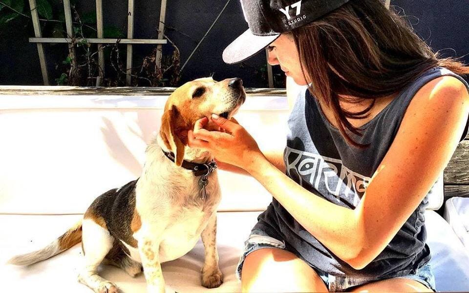 Meet Meghan Markle’s Adorable Rescue Beagle The Dodo