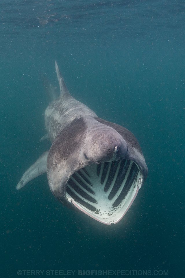 ScaryLooking Basking Sharks Are The Gentle Giants Of The Ocean The Dodo