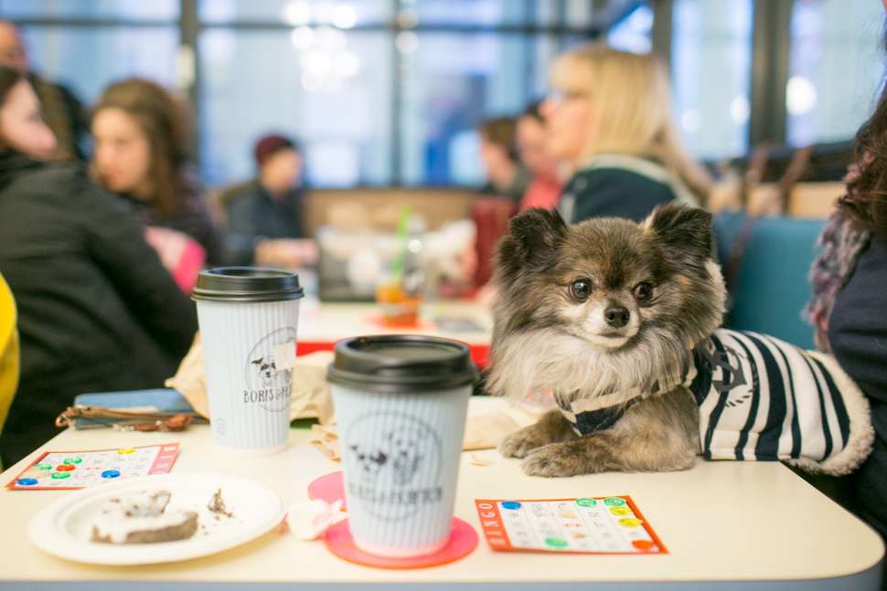 Best Dog Friendly Restaurants in NYC to Eat and Drink With Your Dog Thrillist