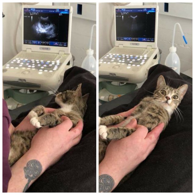 Cat Has Hilarious Reaction To Finding Out She's Pregnant The Dodo