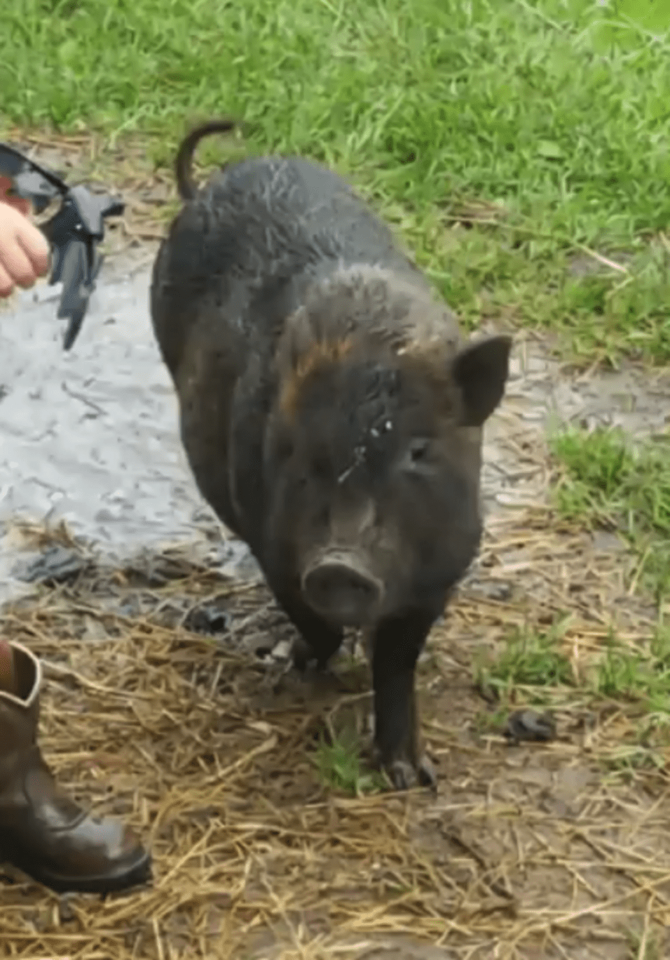 Ohio Man Calls Cops To Report Pig Following Him Home The Dodo