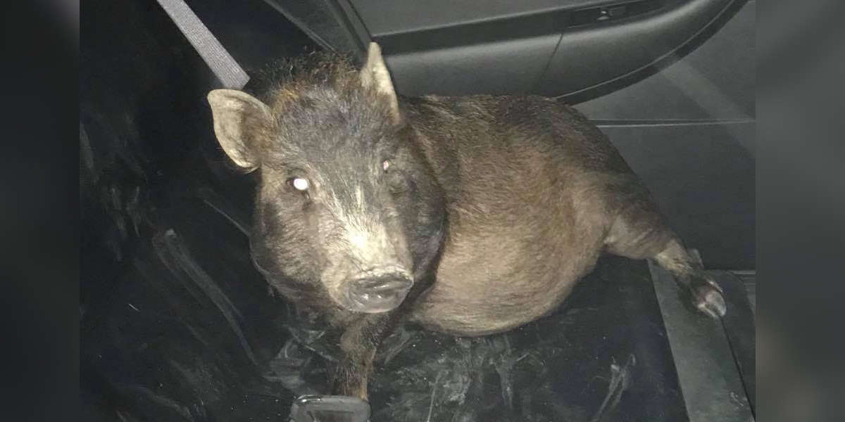 Ohio Man Calls Cops To Report Pig Following Him Home The Dodo