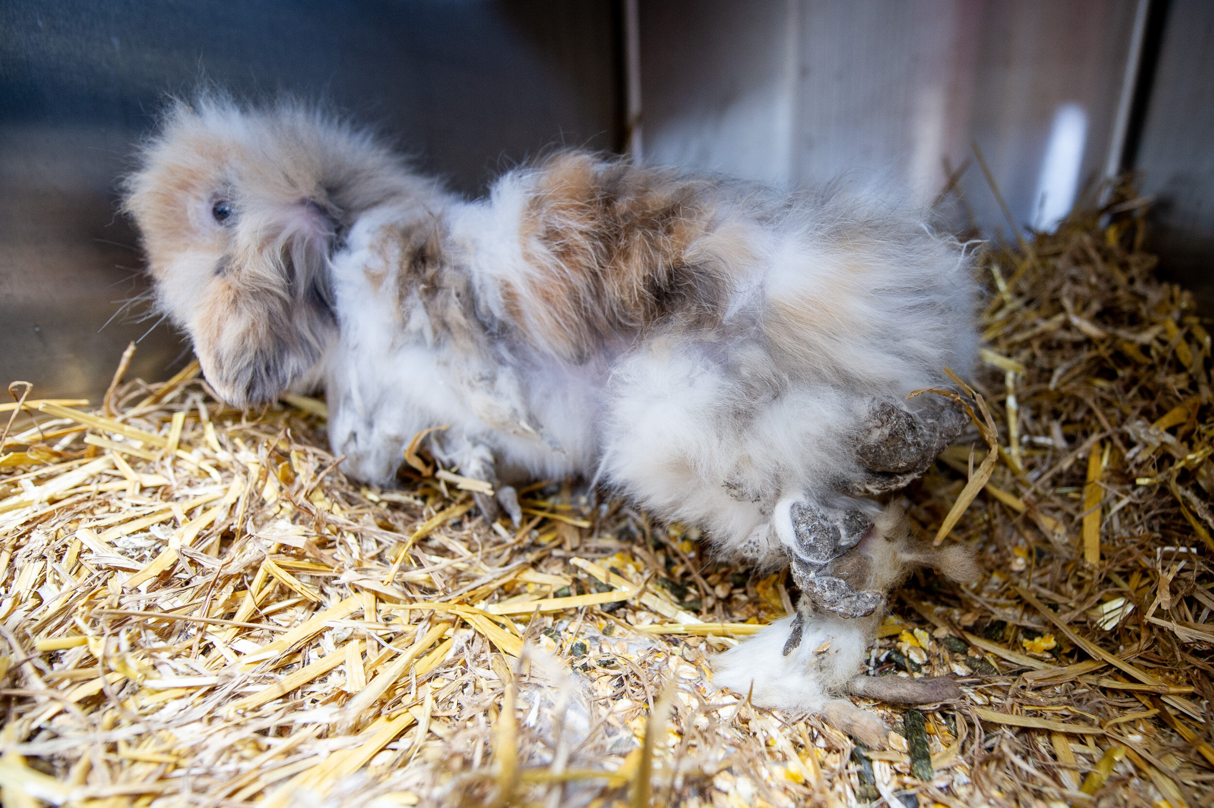 Horribly Matted Rabbits Rescued From Ditch Make Amazing Recovery The Dodo
