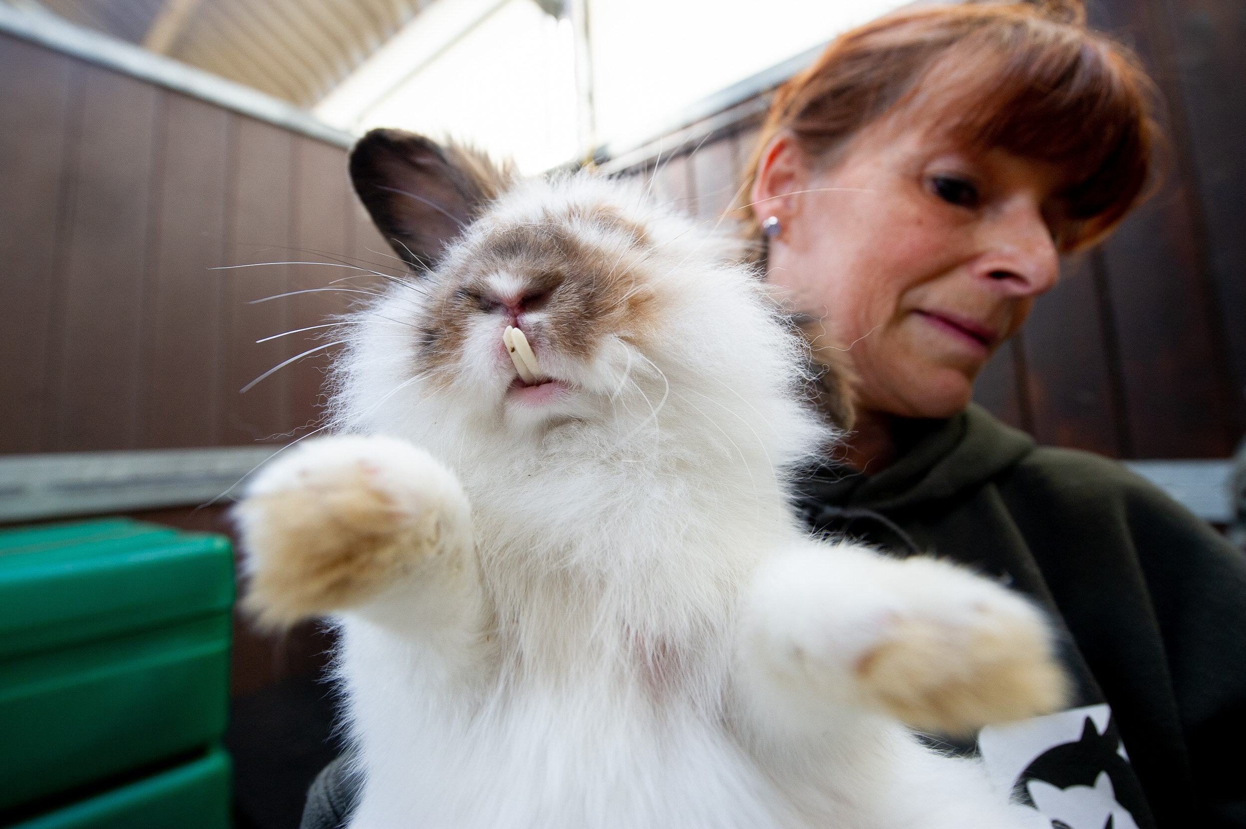 Horribly Matted Rabbits Rescued From Ditch Make Amazing Recovery The Dodo