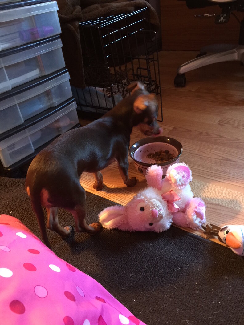 Dog Brings Special Toy To Owner When She’s Sick The Dodo