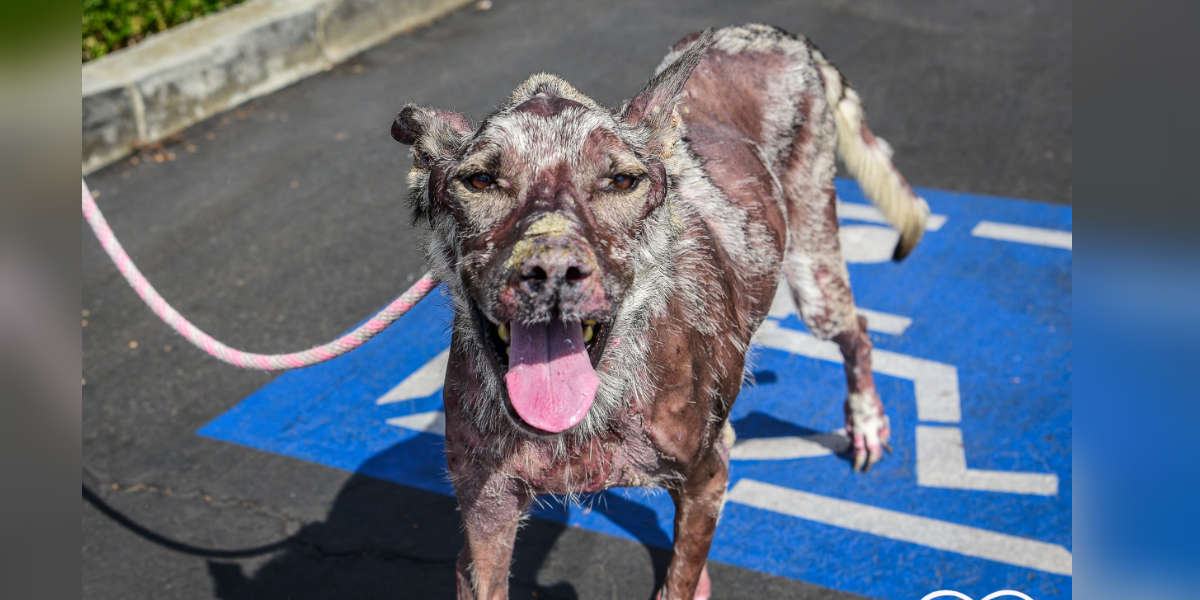 Hairless Dog With Mysterious Illness Totally Transforms After Rescue