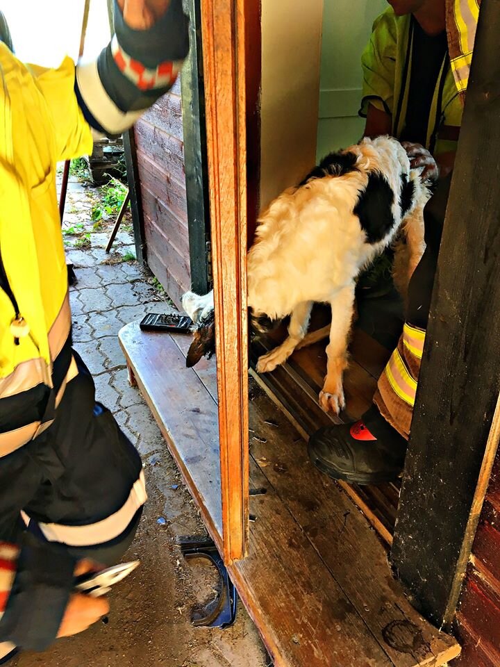 Dog Tries To Use Cat Door And Winds Up Terribly Stuck The Dodo
