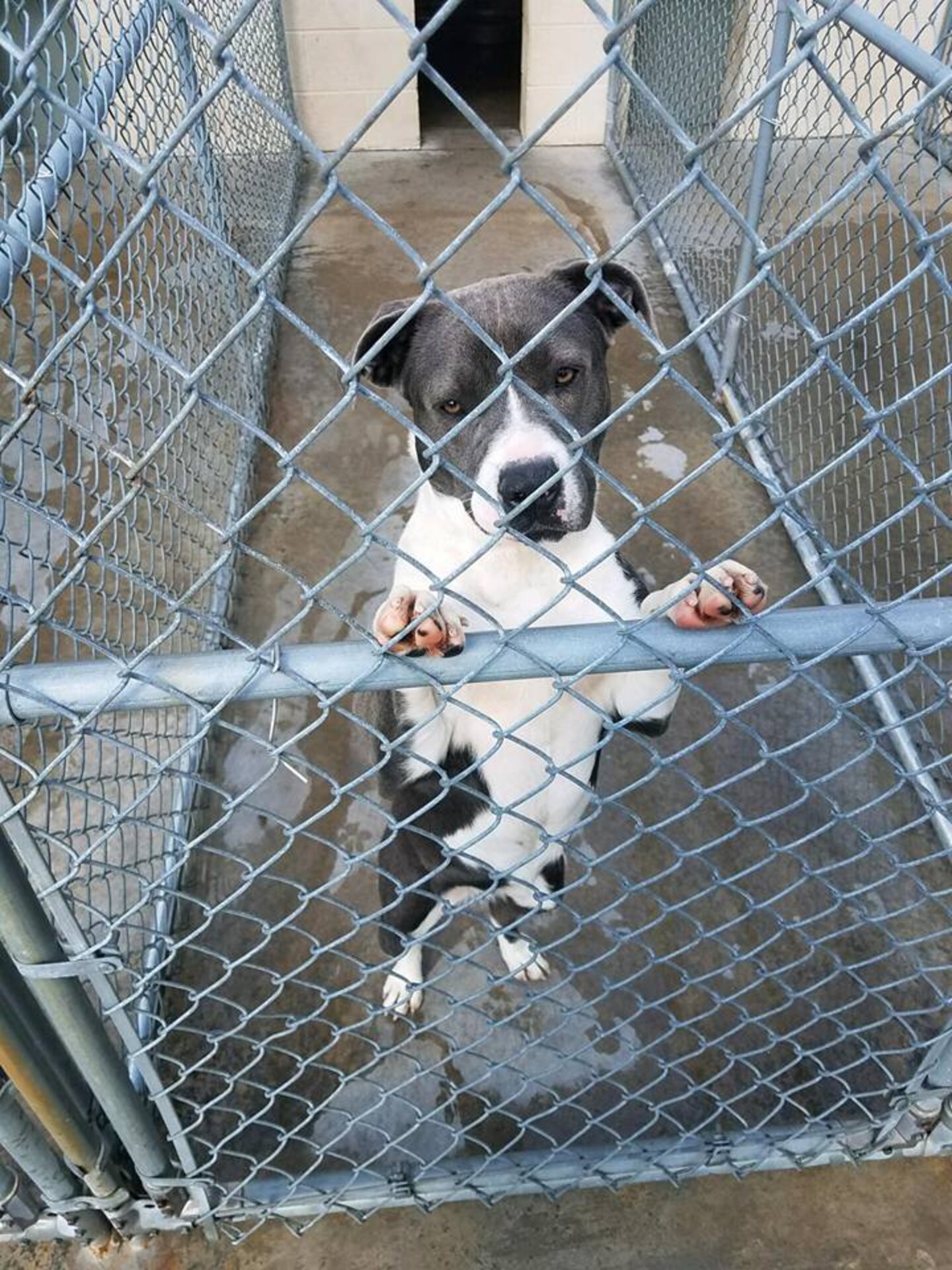 Pit Bull In Crowded Tennessee Shelter Holds Out Paw To Ask For Help