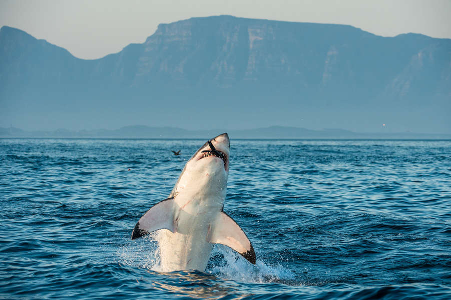 Shark Week Themed Cruise Princess Cruises Launches Summer of Shark