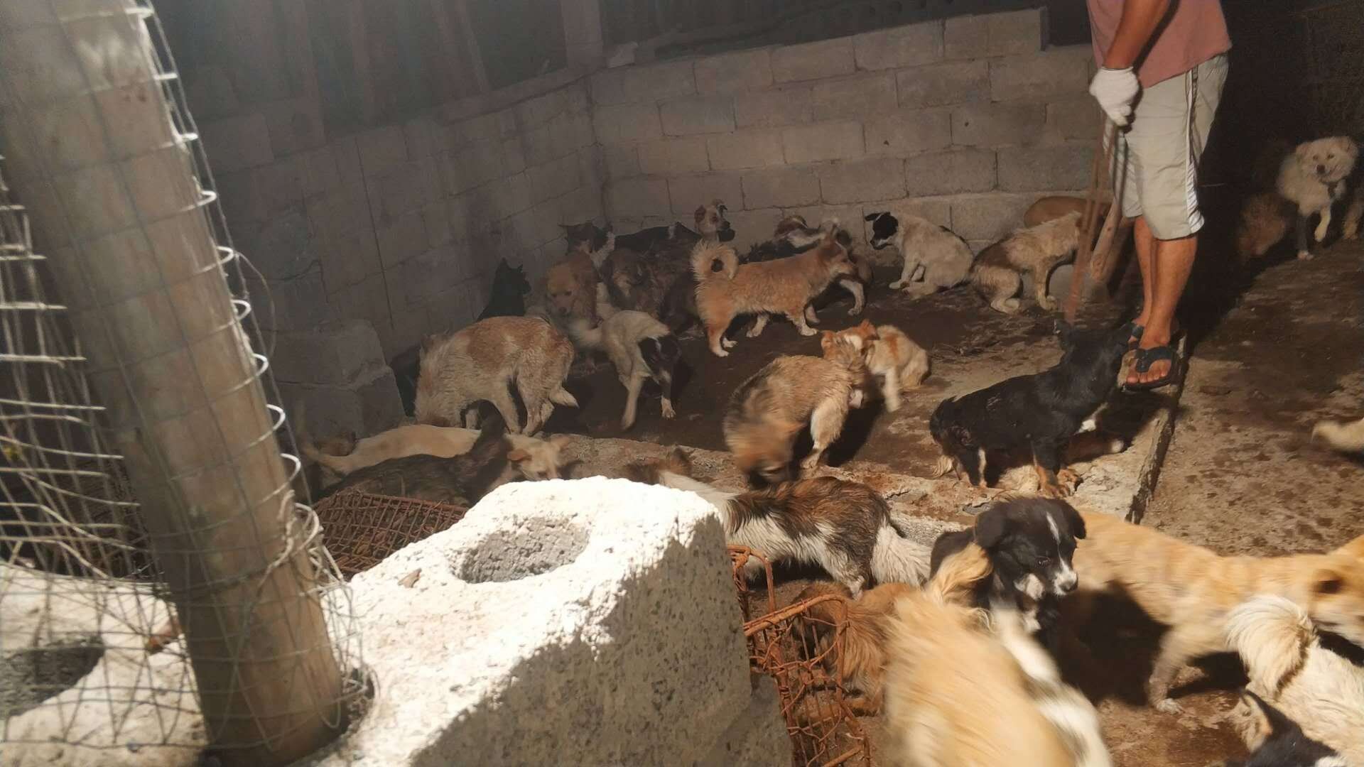 135 Dogs Saved From Chinese Slaughterhouse Ahead Of Yulin Festival