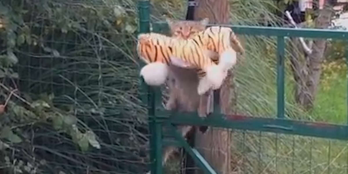 Cat Steals Stuffed Animal So They Can Have Quality Time Videos The Dodo