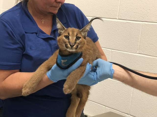 Serval and Caracal Kittens Discovered In Upstate New York Home The Dodo