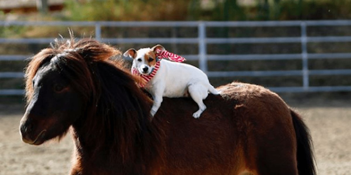Dog Riding On Horse Friend's Back Is The Cutest Thing You'll See The Dodo