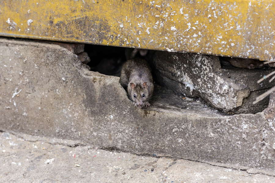 Chicago Named City With Biggest Rat Problem in America Thrillist