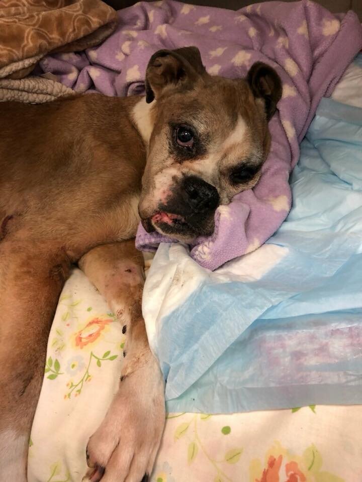 Boxer Dumped In Garbage Bag Outside Kansas Shelter The Dodo