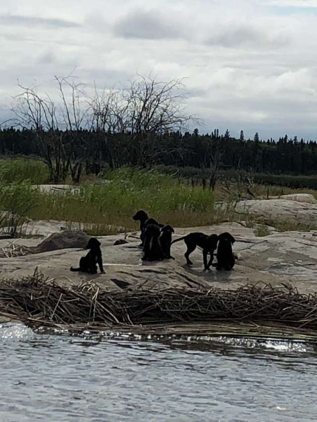 Seven Puppies Rescued From Deserted Canadian Island The Dodo