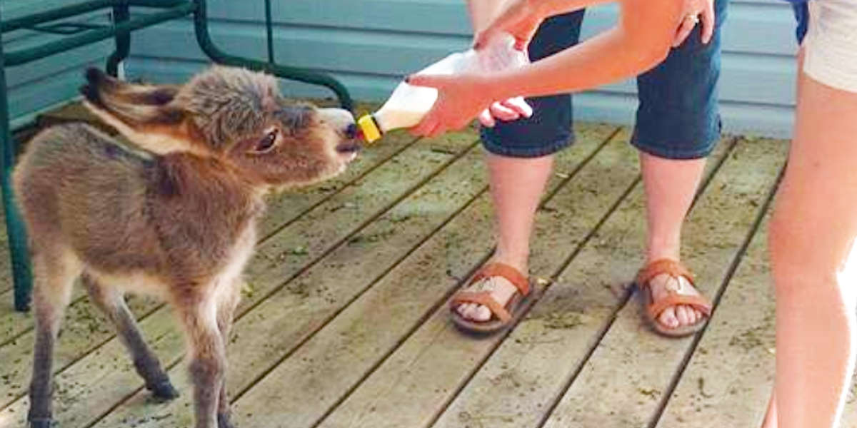 World's Tiniest Donkey Loves Playing Pranks On His Mom Videos The Dodo