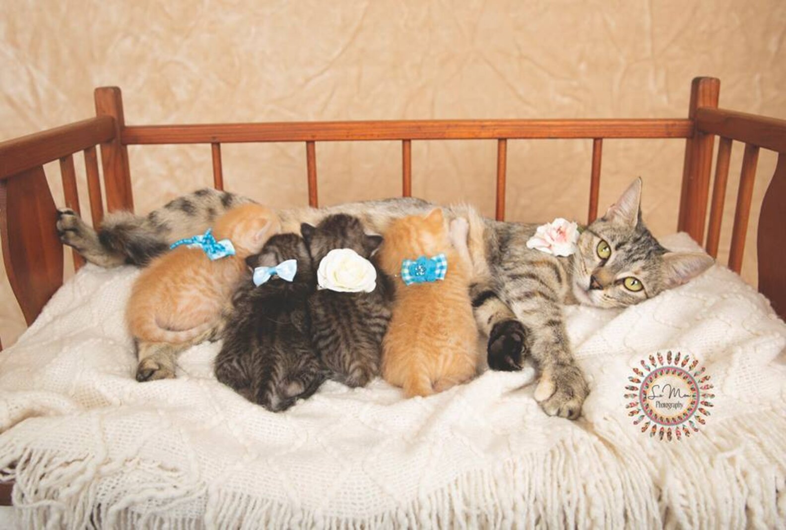 Stray Kittens Get Adorable Photoshoot To Help Them Find Forever Homes The Dodo