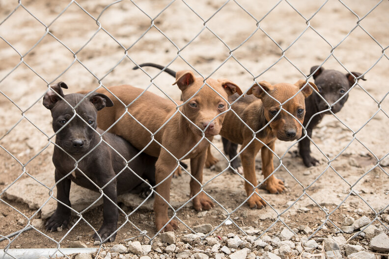 Authorities Discover Illegal Dogfighting Ring In Kansas The Dodo