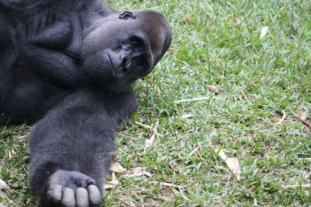Huge Gorilla And Tiny Wild Bush Baby Share Adorable Moment The Dodo