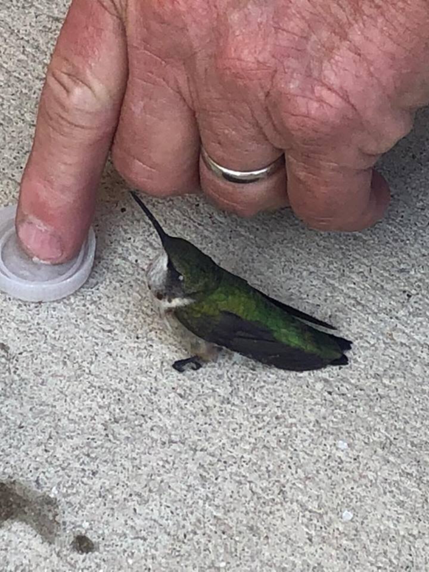 Firefighters Rescue A Tiny Hummingbird In Need Of Help The Dodo