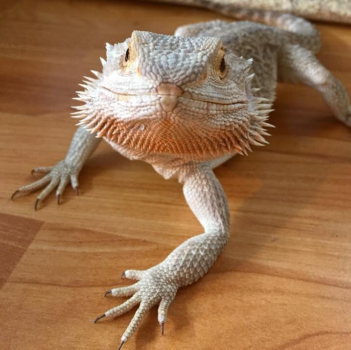 This Bearded Dragon Is Obsessed With Blankets The Dodo