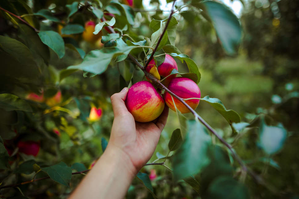 Best Apple Picking in Michigan Apple Orchards to Visit This Fall